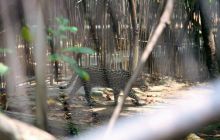 Galapagos listopad 2011