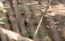 Galapagos listopad 2011