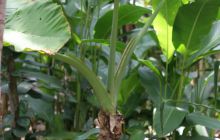 Galapagos listopad 2011