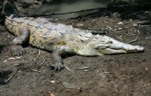 Galapagos listopad 2011