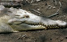 Galapagos listopad 2011