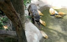 Galapagos listopad 2011