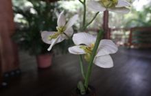 Galapagos listopad 2011