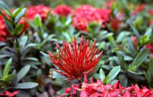 Galapagos listopad 2011