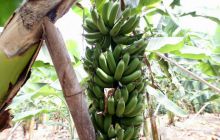 Galapagos listopad 2011