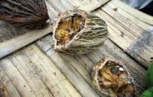 Galapagos listopad 2011