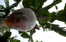 Galapagos listopad 2011