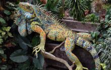 Galapagos listopad 2011