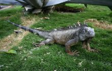 Galapagos listopad 2011