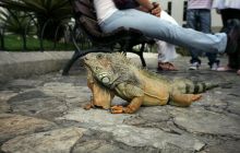 Galapagos listopad 2011