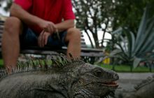 Galapagos listopad 2011