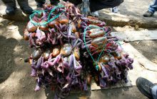 Galapagos listopad 2011