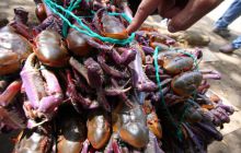 Galapagos listopad 2011