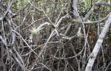 Galapagos listopad 2011