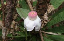 Galapagos listopad 2011