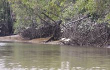 Galapagos listopad 2011