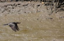 Galapagos listopad 2011