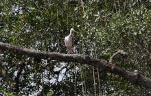 Galapagos listopad 2011