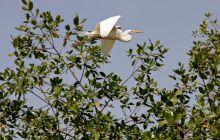 Galapagos listopad 2011