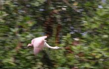 Galapagos listopad 2011