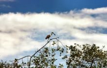 Galapagos listopad 2011