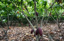 Galapagos listopad 2011