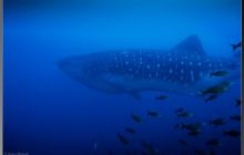 Galapagos listopad 2011