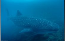 Galapagos listopad 2011