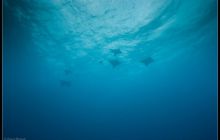 Galapagos listopad 2011