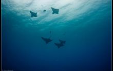 Galapagos listopad 2011