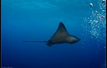 Galapagos listopad 2011