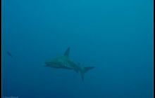 Galapagos listopad 2011