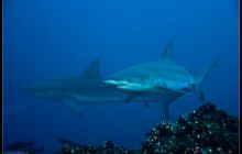 Galapagos listopad 2011