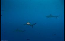 Galapagos listopad 2011