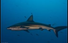 Galapagos listopad 2011