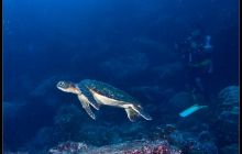 Galapagos listopad 2011