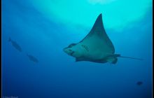 Galapagos listopad 2011