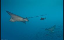 Galapagos listopad 2011