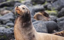 Galapagos listopad 2011