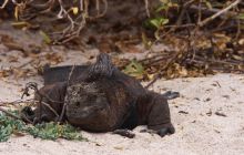 Galapagos listopad 2011
