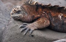 Galapagos listopad 2011