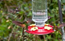 Galapagos listopad 2011