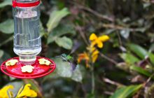 Galapagos listopad 2011