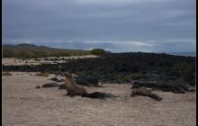Galapagos listopad 2011