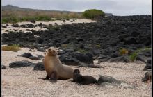 Galapagos listopad 2011