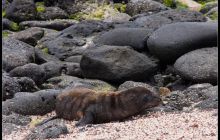 Galapagos listopad 2011