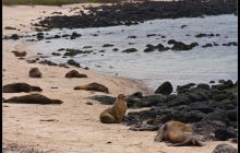 Galapagos listopad 2011