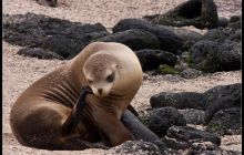 Galapagos listopad 2011