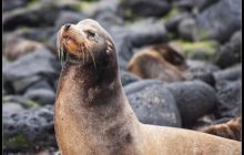 Galapagos listopad 2011