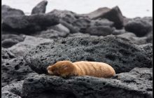 Galapagos listopad 2011